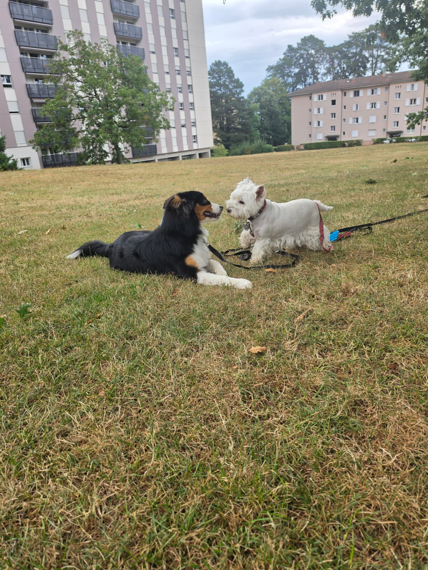 Deux chiens détendus dans un cadre familial